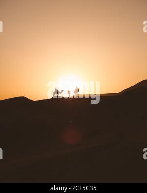 Vue minimaliste des chameaux silhouettes sur une dune de sable dans le désert contre la lumière du coucher du soleil, Maroc Banque D'Images