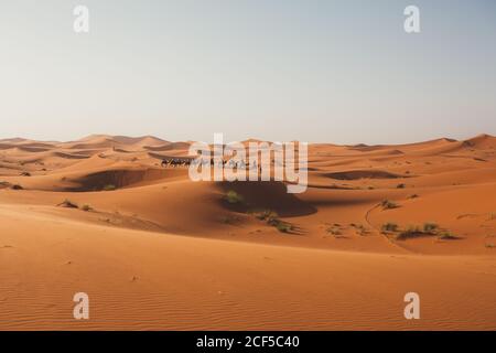 Vue minimaliste sur les chameaux et les silhouettes de voyageurs sur les dunes de sable dans le désert contre la lumière du coucher du soleil, Maroc Banque D'Images