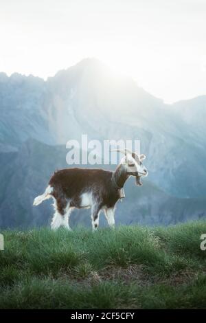 Pâturage de chèvre dans les montagnes des Pyrénées Banque D'Images