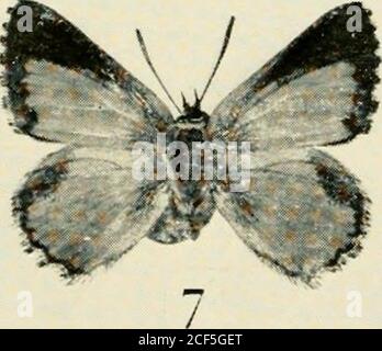 . L'entomologiste du dossier et du journal officiel de variation.