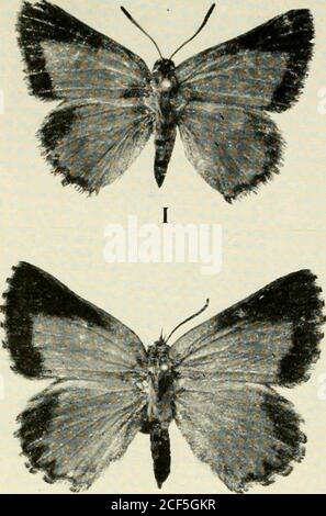 . Le dossier et la revue de variation de l'entomologiste. Chercheurs dans le domaine de la naturahistoire.—S.N.A.J. Nymphalis polychloros L. (Grand Tortoiseshell) dans le Kent et le Hampshire. — à la mi-juillet 1965, j'ai trouvé un certain nombre de larves de ce papillon à l'écluse d'Allington, près de Sandling, au large de la rivière Medway, et à environ un mille à l'ouest de Maidstone, Kent. Plusieurs étaient sur une branche inférieure d'un ancien orme, et thesene semblait pas se nourrir mais errant loin du feuillage ou tombant au sol probablement à la recherche d'un lieu de marionnette. Malheureusement, la majorité des larves ont été tuées sur la rive de la rivière Banque D'Images