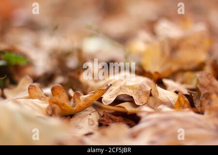 Chêne brun feuilles bokeh. Automne flou d'arrière-plan et concept de bannière avec espace de copie Banque D'Images