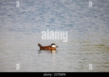 Gros plan sur un canard de Ruddy nageant dans un étang à Las Vegas, Nevada Banque D'Images
