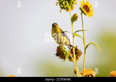 Gros plan d'un mignon petit égaireet mangeant sur un tournesol dans la Henderson Bird Viewing Preserve, Nevada Banque D'Images
