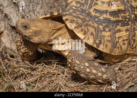 Tortue léopard (Stigmochelys pardalis). En déplacement. Avant-élimbe ou jambe pentadactyle à l'échelle, de proportions d'elephantine, de orteils syndactyles ou de chiffres. Banque D'Images