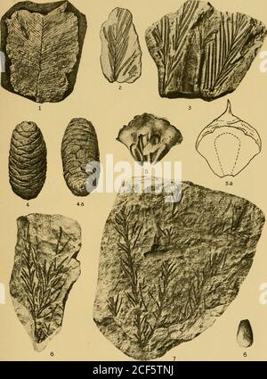 . Étude géologique du Maryland. GYMNOSPERM^. Cockayne, Boston. PLAQUE LXXVII. PAGE Fig. 1. T^i*ri0PTEEis ]st:btosa (Fontaine) Berry 293 Fredericksburg, Virginie. Fig. 2, 3. DiCHOTozAiiites cYCADOPsis (Fontaine) Berry 365 2. Échantillon montrant une veine de ft. Foote, Maryland (après Fon- taine) . 3. Spécimen montrant une dichotomie à partir d'un poste de 72 milles près de Brooke, Virginie F^gs. 4, 4a. Cedetjs Leei (Fontaine) Berry 411 Baltimore, Maryland (après Fontaine). Fig. 5, 5a. Aeattcakites patapscoensis Berry 399 5. Échelle de cône de près de Widewater, Virginia.5a. Restauration de même. Figure 6. Abtheotasopsis graxdis Fontai Banque D'Images