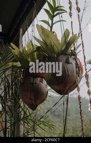 Angle bas des plantes vertes dans les pots de noix de coco placés sous Toit de maison en bois à Bali Banque D'Images