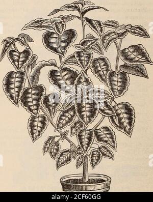 . Guide floral de Vick. Fléchi sur le bord extérieur ; pétales intérieurs très irréguliers.Mme C. L. Allen, Deep roae, avec un anneau blanc pur autour du disque jaune.Peter Henderson, jaune citron pur; fleurs verylarge. Président Arthur, rayons extérieurs intense cramoisi, cercle jaune-or brillant autour de disc.canari, jaune. DOUBLE. Bonnie Rose, rose profonde, au dos des pétales rose argenté ; la fleur à l'ouverture est assez plate, mais après-pupilles prend une forme globulaire. Roi des Primroses, jaune-prune, rayé à la main avec rose. M. W. Barr, base de pétales rouge clair ; partiellement tubulaire, avec des points de jaune pur. Mme RO Banque D'Images
