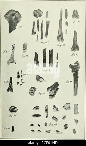 . Transactions. - imparfait. Aietornis pernix Marsh(Type). Cat XO. 64. Y. U. transactions de l'Académie des arts et des sciences du Connecticut vol. 19, février 19!5 PLAQUE VI SHUFELDT: OISEAUX FOSSILES IX MARSH COLLECTION DE YALE UNRERSITY PLAQUE MI[toutes les figures de cette plaque sont légèrement agrandies; un-seizième (environ) ] Figure 48. .aspect conal humérus gauche de Phalacrocorax urile adulte. XO. 18050.Cou. NAT. É.-U. MUS. Figure 49. .aspect CONAI de l'extrémité proximale de l'humérus gauche (fossile) de Graculavus velox Marsh (Type). Voir la figure 33 de la plaque VI ci-dessus. Figure 50. Aspect Anconal de l'humérus gauche Banque D'Images