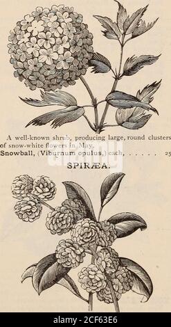 . Guide floral de Vick. ambert, rose fine et claire. Fou. Alboni, rose clair, passage à la rougissement. Princesse Adelaide, rose, en fleurs en grappes, oftencled Ovarapping Moss. Raphael, blanc rose. Blanc perpétuel, blanc.ESCALADE K0ses.-3O cents chacun, sauf indication contraire. Les roses grimpantes sont l'île-du-prince-édouard fatly hardy, en fleurs au début de l'été, et quand dans un sol riche couvrent bientôt n'importe quel arbre ou porche. Baltimore Belle, pâleur; presque blanc.Gem des Prairies, carmin-rouge; 40 cents.Greville, ou sept Sœurs, rougissement et pourpre.Reine des Prairies, rouge rosé; un des meilleurs.pour la liste des roses mensuelles Banque D'Images