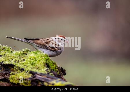 Chipping Sparrow Spizella passerina, Banque D'Images