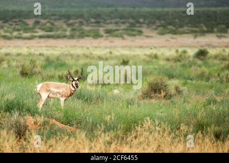 Big Pronghorn Antelope seul Grand trophée mâle, Antilocapra americana Banque D'Images