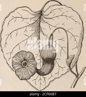 . Guide floral de Vick. zed presque partout dans le monde. Ces grimpeurs durs sont précieux pour couvrir des arbres, vieux souches, arbres, etc., et devraient être utilisés librement. La culture générale du Creeper de Virginie simple a plus fait pour embellir les villages américains et les homesrurales que n'importe quelle cinquantaine de plantes en existence. C'est l'AmericanIvy, et exécute bien le travail fait par l'ancienne EnglishIvy en Europe. Ampelopsis quinquefolia. Ou Virginia Creeper, appelé American Ivy et Woodbine, un producteur veryrapide, laisse se tourner vers le cramoisi au-tumn. C'est une plante indigène, et la montée la plus rapide, la plus hardière Banque D'Images