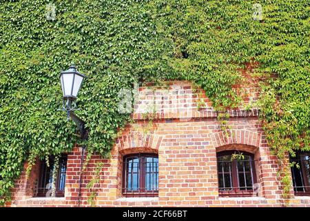 Un bâtiment en brique couvert de lierre avec une lampe de rue à l'ancienne pendant l'été dans la vieille ville de Torun, en Pologne. Banque D'Images