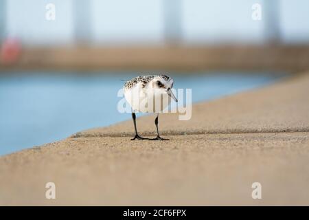 Sandpiper marchant le long de la jetée de Michigan City lors d'un bel après-midi de septembre. Michigan City, Indiana, États-Unis Banque D'Images