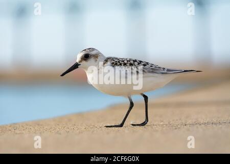 Sandpiper marchant le long de la jetée de Michigan City lors d'un bel après-midi de septembre. Michigan City, Indiana, États-Unis Banque D'Images