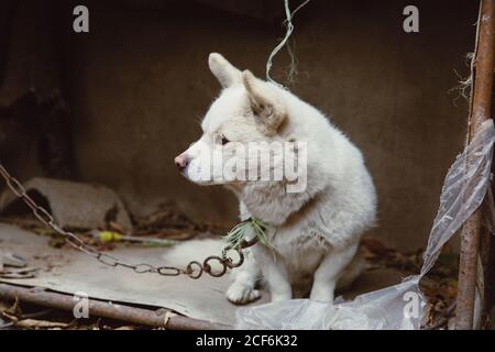 Chien de garde blanc attaché par une chaîne de fer à l'extérieur Banque D'Images