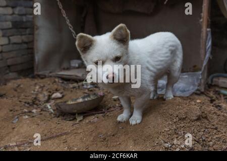 Chien de garde blanc attaché par une chaîne de fer à l'extérieur Banque D'Images