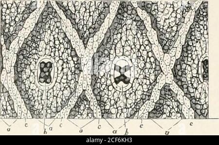 . Le microscope et ses révélations. Face ; et au-dessus par un épiderme (6, b) formé d'une couche de cellules d'asingle ; Alors que son intérieur est occupé par un parenchyme à disposition lâche composé de rangées de cellules ramifiées (f, f) qui semblent se détacher du sol, ces cellules sont ce qui est vu au-dessus lorsque l'observateur regarde par l'apertureA central qui vient d'être mentionné. Si la section verticale doit arriver à traverseone des corps particuliers qui occupent les centres des divi-sions, elle apportera en vue une structure de remarquable com-plexité. Chacun de ces stomates (comme on les appelle, de t Banque D'Images