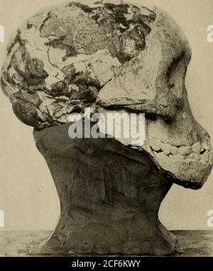 . Guide. Figure 2. Australopithecus, vue latérale droite du crâne. Après Dart. Le crâne fossile d'un singe trouvé vers la fin de !!&gt;- 1 à Taungs, Bechuanaland, Afrique du Sud, a été assombré par son describer, le professeur Raymond A. Dart, Australopithecus africanus. C’est le plus grand homme-likede tous les singes connus, récents ou fossiles. Le crâne d'origine (Fig. 2) a été un jeune animal avec les dents de lait en place. Dans ]9.3(), le Dr Etoberl Broom a obtenu un fossilskull incomplet supplémentaire d'un singe adulte appartenant au même genre, l'Australopithecus. Ce spécimen, trouvé dans une cave à Sterckfontein Banque D'Images