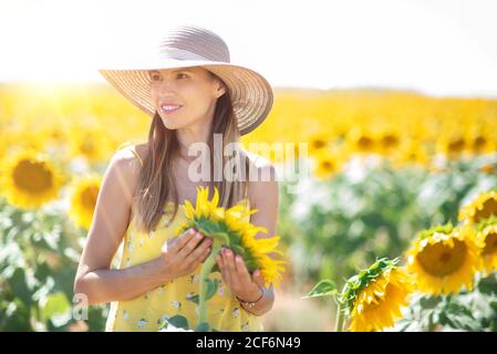 Femme paisible en chapeau de paille touchant le tournesol jaune coloré tout en se tenant sur un terrain d'été vif avec des tournesols regardant loin dans le dos éclairé Banque D'Images