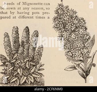 . Guide floral de Vick. NOUVELLE SPIRALE. PARSONS NOUVEAU BLANC. Succession de fleurs peut être fixé, et Mignonetteadorn le trou de bouton, et parfume la maison à tout moment.Nouveau blanc a une grande fleur, plus robuste dans la grognthque d'autres variétés, bien que la Mignonette est grognnprincipalement pour son parfum. R. amélioration orata a des rougeoimstamens, donnant une légère teinte à la fleur. Mignonette la Malope est une plante forte, deux pieds en hauteur. Les semences peuvent être semées sous le verre, et puis plantsfleuriront très tôt; ou dans le sol ouvert, avec l'altère mais tout aussi forte une croissance. Grandiflora de Malope, grande, pourpre f Banque D'Images