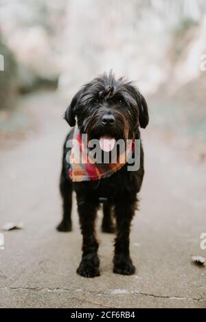 Chien poilu dans le mouchoir rouge debout avec la langue et se reposer au milieu de la route pendant la journée Banque D'Images