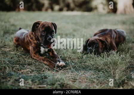 Adorables chiens boxeurs bruns forts jouant et se posant en vert pelouse avec cône Banque D'Images