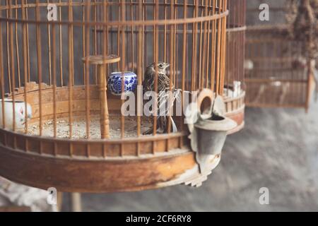 Lark dans la cage，Melanocy phamongolcca Banque D'Images