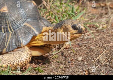 Tortue rayonnée (Astrochelys radiata). Profil de la tête en gros plan. Visage et visage, contact visuel. Tête et cou complètement sortis de la coque. Banque D'Images