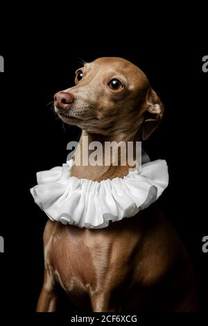 Petit chien greyhound italien en studio déguisé sur fond sombre habillé a drôle costume Banque D'Images