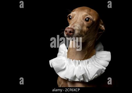 Petit chien greyhound italien en studio déguisé sur fond sombre habillé a drôle costume Banque D'Images