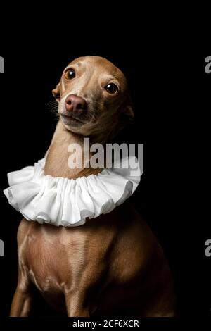 Petit chien greyhound italien en studio déguisé sur fond sombre habillé a drôle costume Banque D'Images