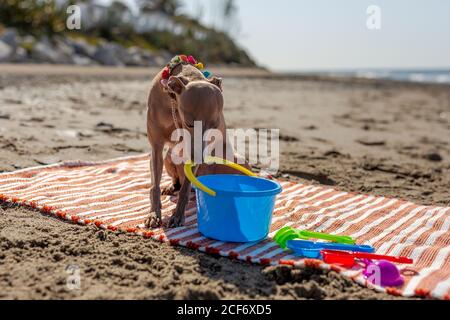 Chien joueur essayant de prendre le jouet du tapis sur le sable plage au soleil Banque D'Images