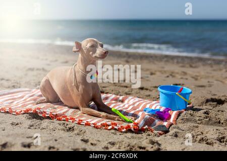 Chien joueur avec des jouets sur une plage de sable en plein soleil Banque D'Images