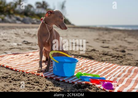 Chien joueur essayant de prendre le jouet du tapis sur le sable plage au soleil Banque D'Images