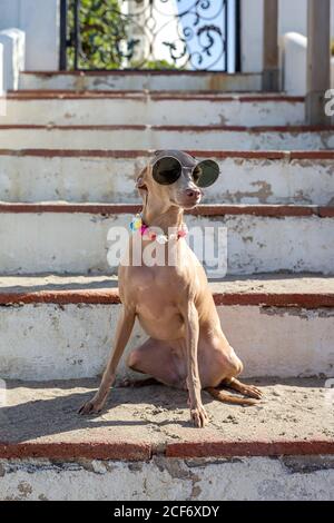 Petit chien drôle dans des lunettes de soleil et collier coloré assis sur escalier en buée au soleil Banque D'Images