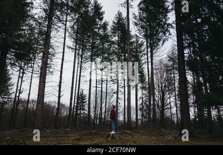 Vue latérale d'un jeune homme dans une tenue décontractée sur la souche parmi les grands pins et regarder vers le haut à l'automne Banque D'Images