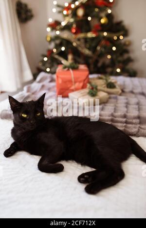 Chat noir mignon couché dans le lit avec des cadeaux en papier artisanal contre l'arbre de Noël. Maison confortable Noël vacances arrière-plan. Banque D'Images