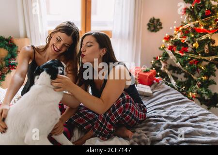 Des sœurs heureuses qui mettent leur chien au lit à la maison près de l'arbre de noël dans un intérieur confortable. Intérieur avec décorations de noël. Banque D'Images