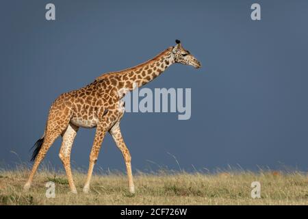 Girafe femelle adulte marchant dans les plaines herbeuses de Masai Mara avec un ciel bleu foncé en arrière-plan au Kenya Banque D'Images
