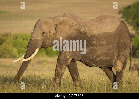 Femelle éléphant marchant dans les plaines herbeuses de Masai Mara in Lumière du soleil jaune au Kenya Banque D'Images