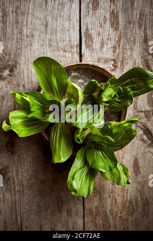 Vue de dessus de bok choy mûr frais placé sur des intempéries boîte ronde sur table en bois Banque D'Images