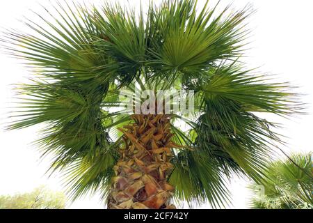 Couronne de feuilles de palmier tropicales isolée sur fond blanc. Photo prise depuis le bas Banque D'Images