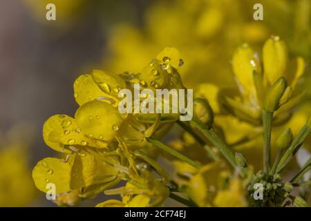 Fleurs de Mizuna en macro Banque D'Images