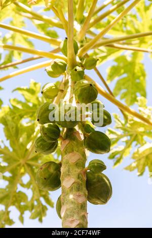 Le soleil se filtre à travers les feuilles vertes d'un petit bio papaye avec un bouquet de fruits non mûrs Banque D'Images