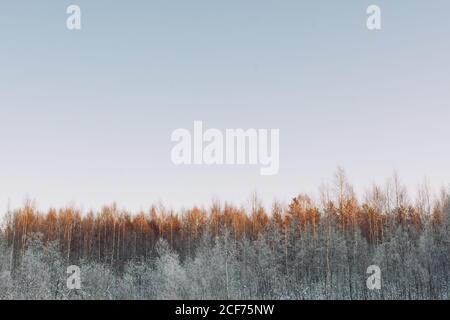 D'un paysage d'hiver tranquille avec forêt tranquille allégée avec Lumière du soleil sous ciel clair en Laponie suédoise Banque D'Images