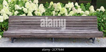 Banc en bois pour le repos à côté des buissons en fleur d'hortensia Banque D'Images