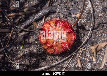 Rosette du Sundew Drosera aliciae, une plante carnivore, dans un habitat naturel près de Hermanus dans le Cap occidental de l'Africaf du Sud Banque D'Images