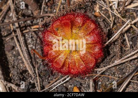 Drosera aliciae dans les montagnes près de Hermanus, Cap occidental, Afrique du Sud Banque D'Images